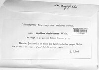 Glyphium elatum image
